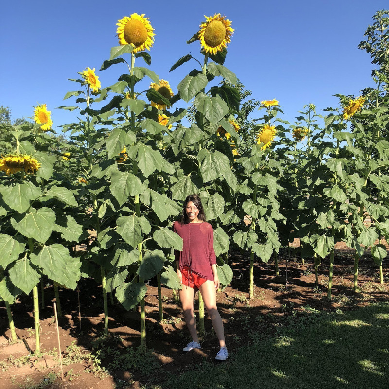 giant-sunflower-seeds-giant-russian-mammoth-grey-stripe-helianthus-annuus.jpg