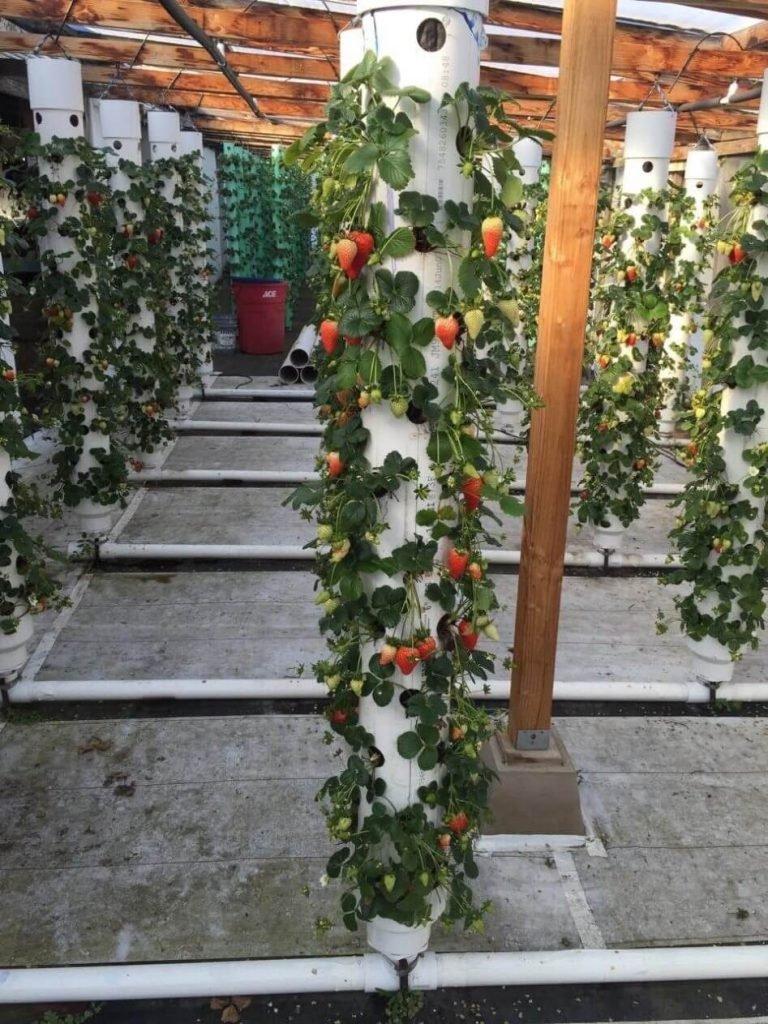strawberry-towers-768x1024.jpg