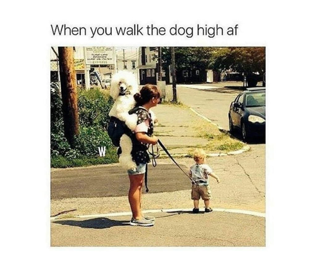 walking-dog-weed-meme-1024x876.jpg