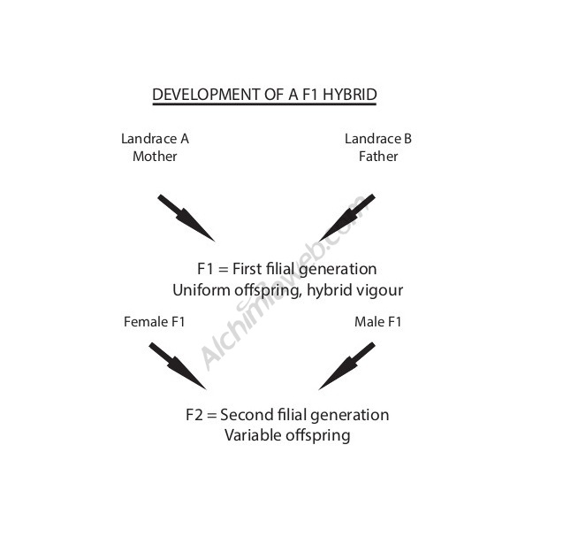 F1 Hybrid