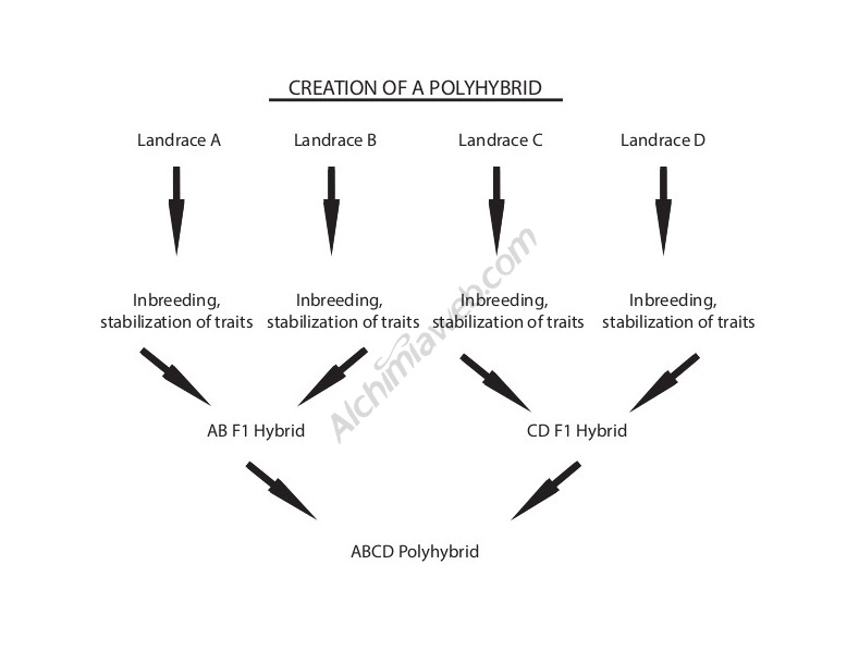 How to create a polyhybrid