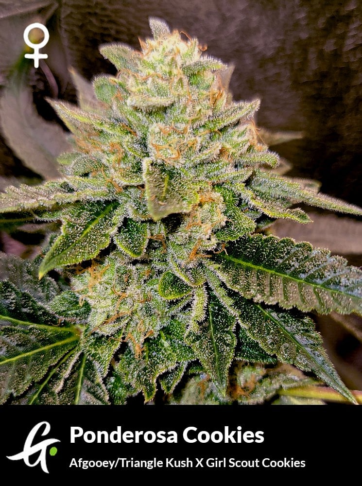 greenpointseeds.com