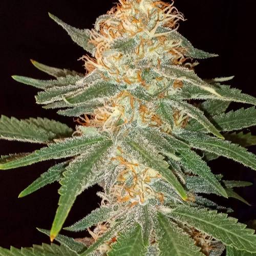 6903815_grow-journal-by-biggerbud420barneys-farmacapulco-gold_m.jpg