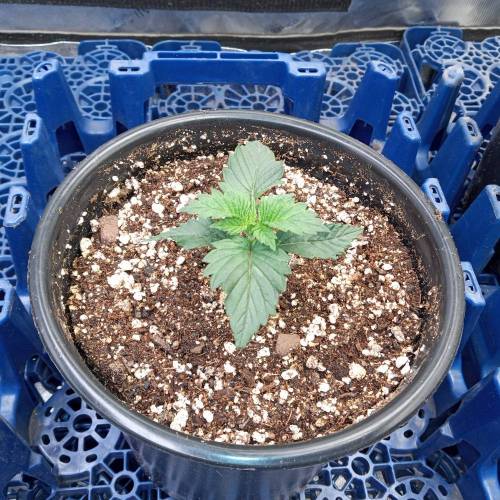 6599846_grow-journal-by-biggerbud420barneys-farmacapulco-gold_m.jpg