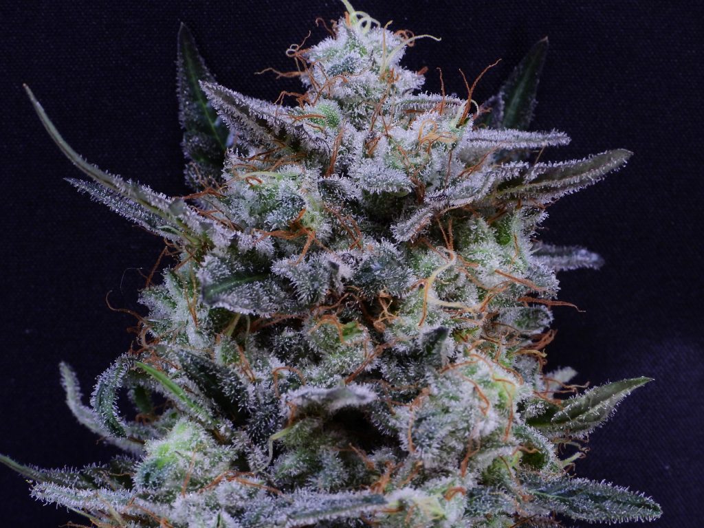 bootlegseeds.com