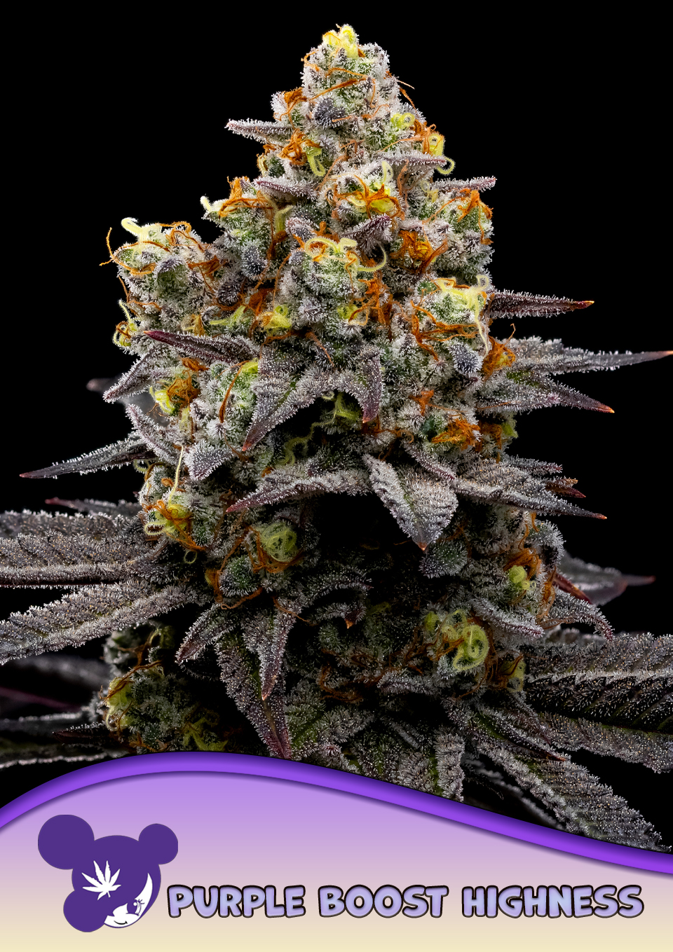 anesiaseeds.com