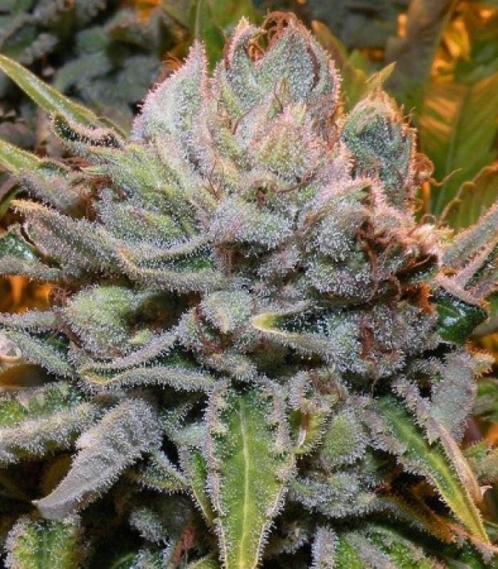 quebeccannabisseeds.com