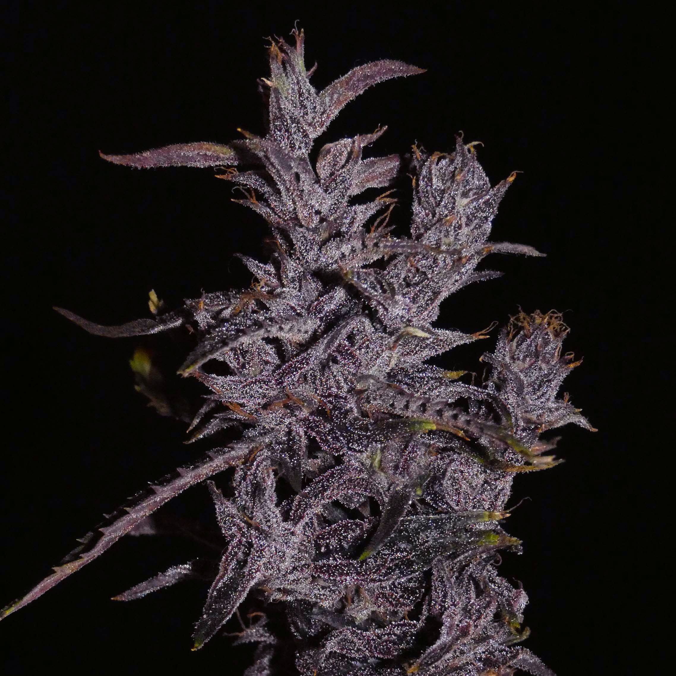 khalifagenetics.com