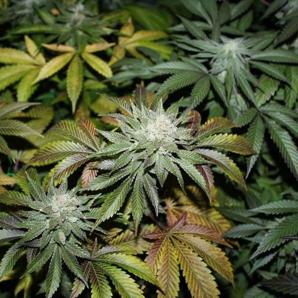 www.greatlakesgenetics.com