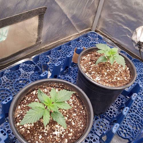 6599848_grow-journal-by-biggerbud420barneys-farmacapulco-gold_m.jpg