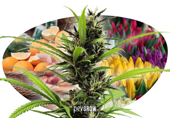 pevgrow.com