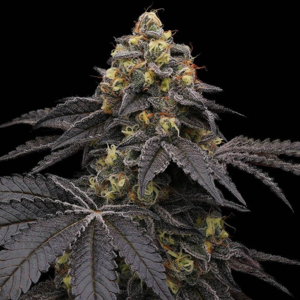 oldfaithfulseedbank.com
