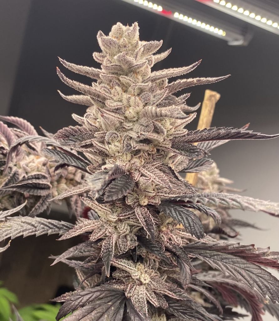 www.seedlys.com