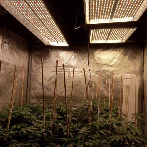 6766947_grow-journal-by-biggerbud420barneys-farmacapulco-gold_m.jpg