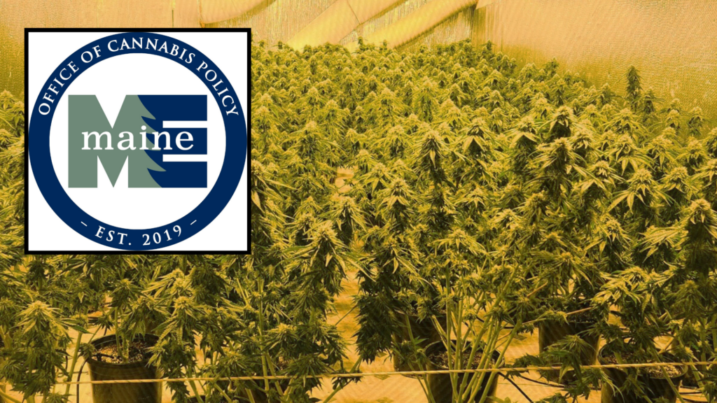 www.themainewire.com