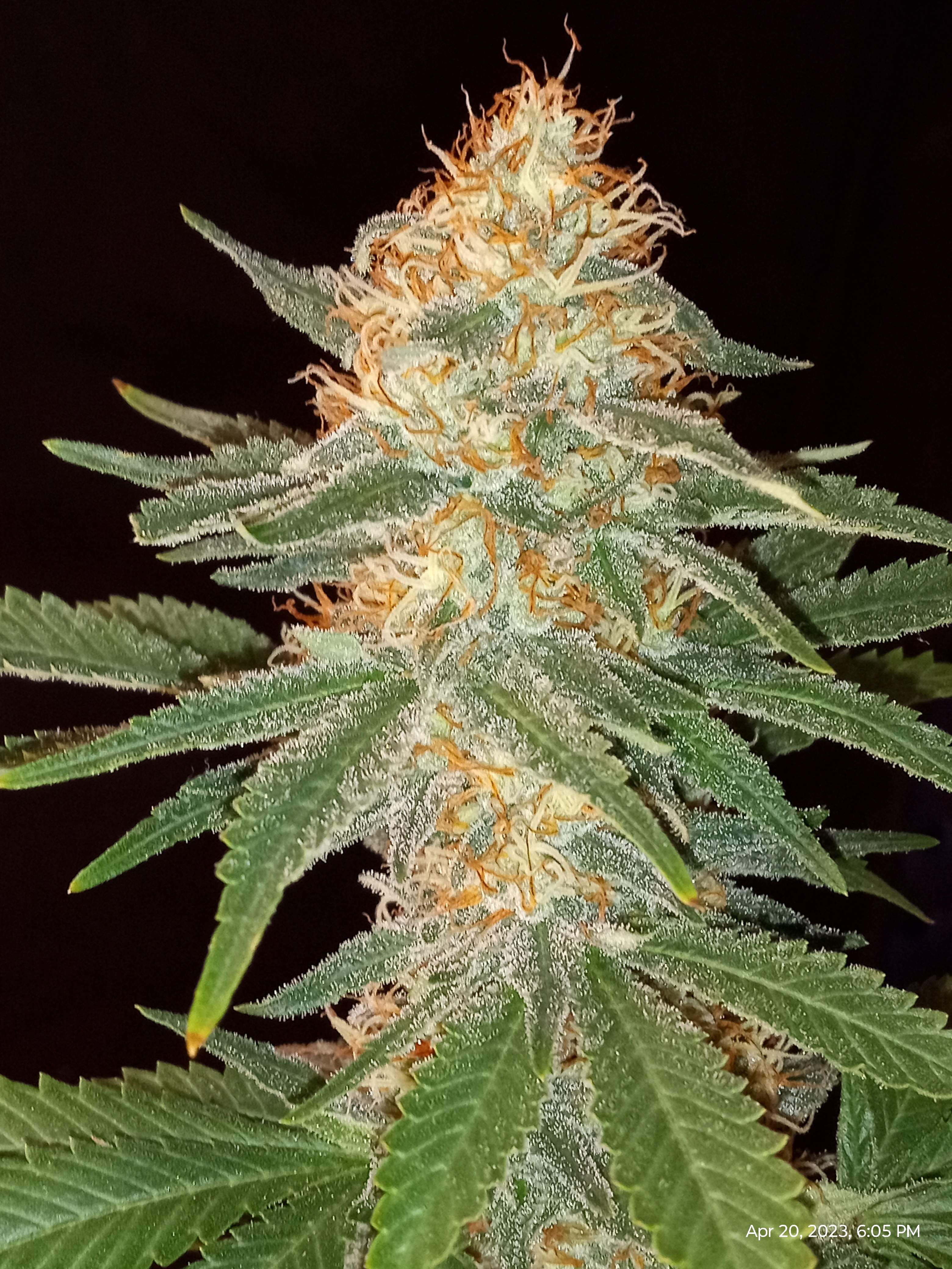 6903815_grow-journal-by-biggerbud420barneys-farmacapulco-gold.jpg