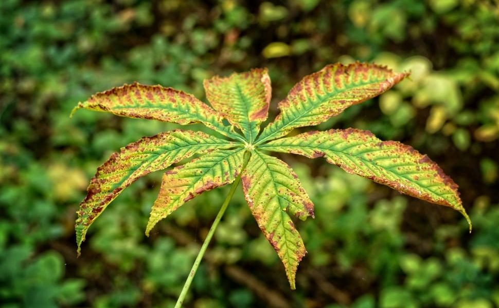 budverde.com