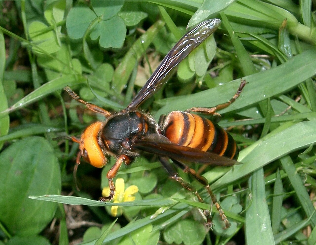 1280px-Vespa_mandarinia_japonica1.jpg